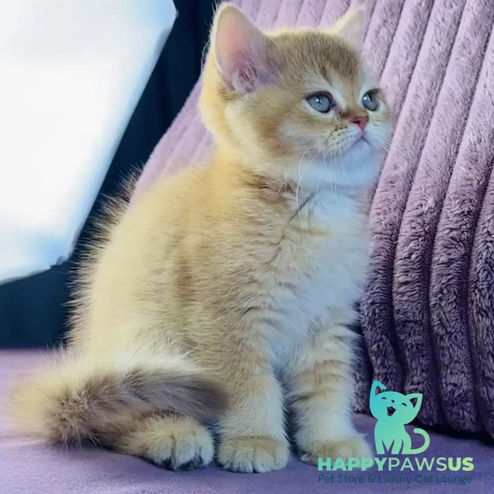 Golden Rose British Shorthair female cinnamon golden shaded - live animals