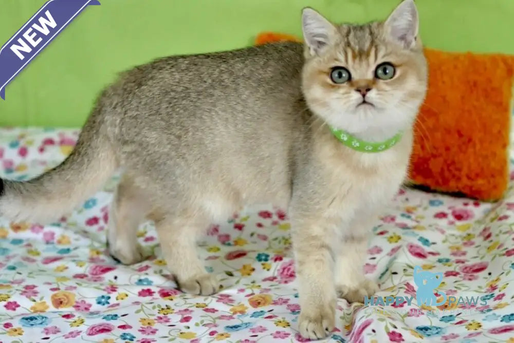 Goldie British Shorthair female black golden ticked tabby live animals