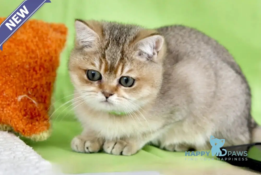 Goldie British Shorthair female black golden ticked tabby live animals