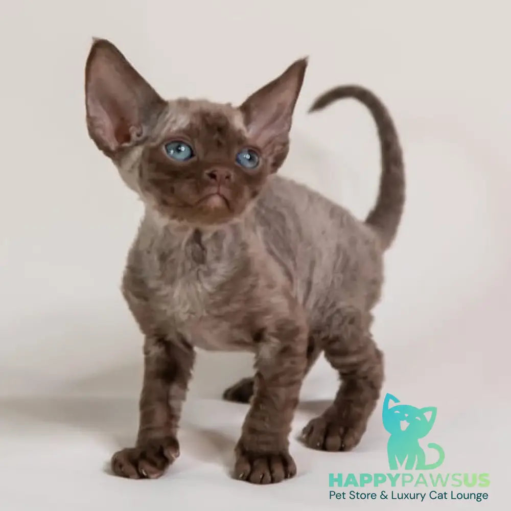 Goldie Devon Rex female chocolate - live animals
