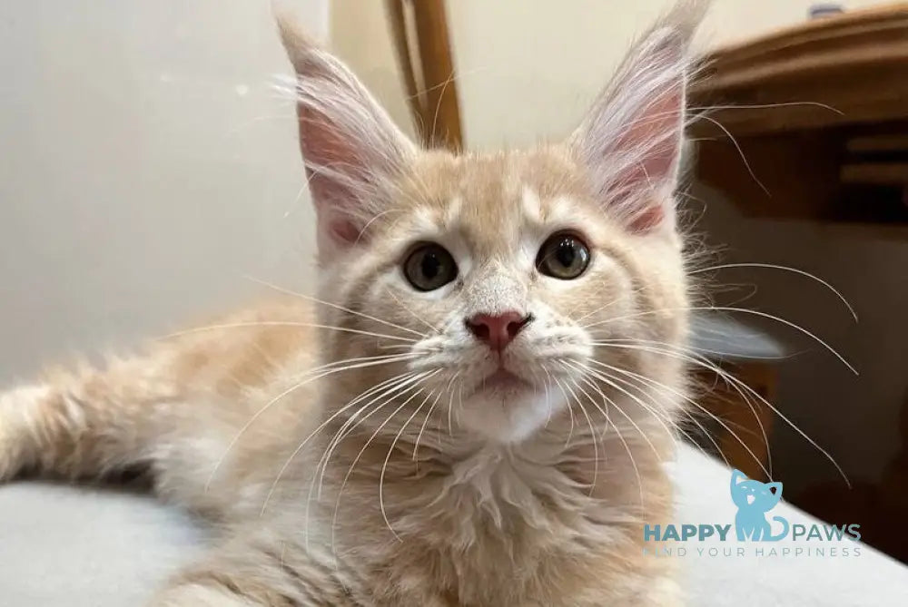 Goldie Maine Coon female cream tabby live animals