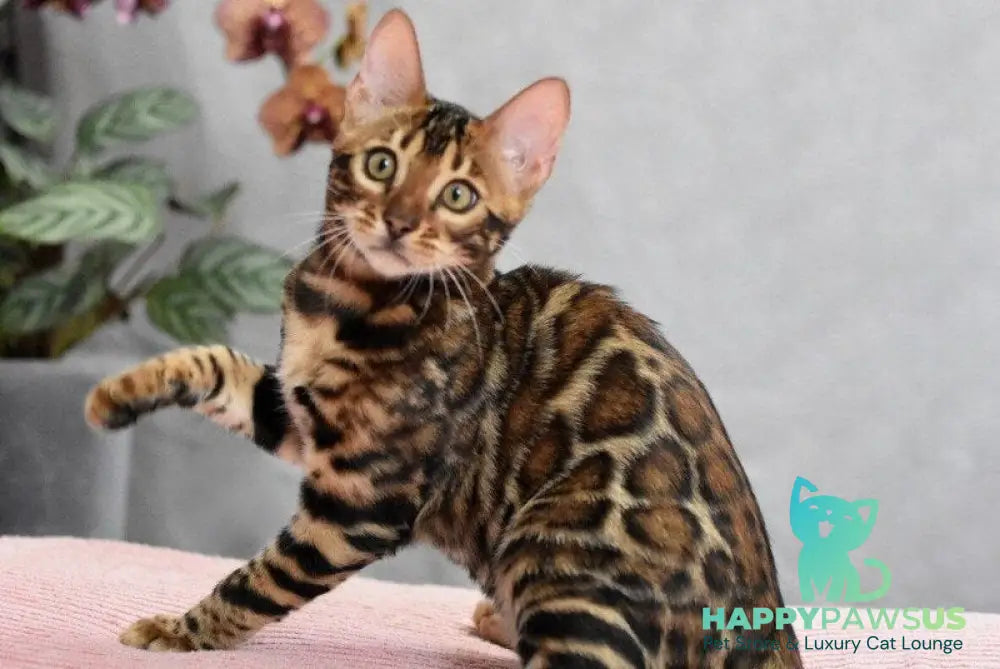 Goliaf Bengal male black spotted tabby - live animals