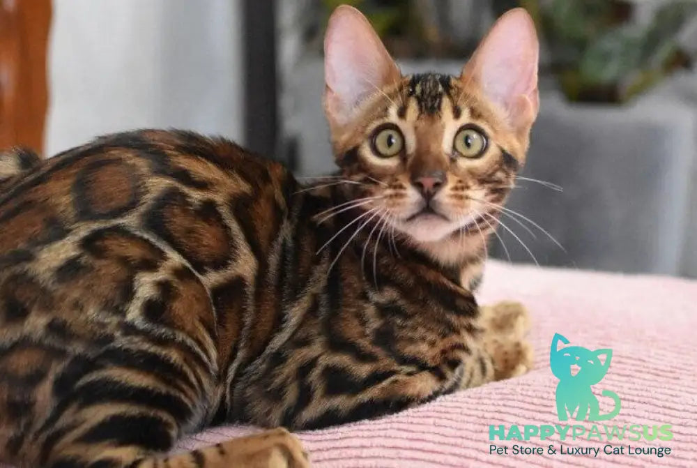 Goliaf Bengal male black spotted tabby - live animals