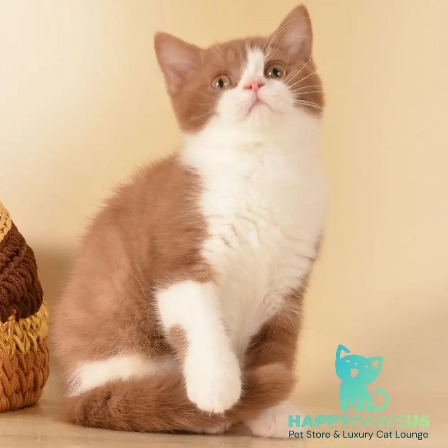 Goodvin British Shorthair male cinnamon bicolour - live animals