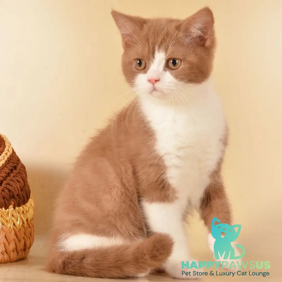 Goodvin British Shorthair male cinnamon bicolour - live animals