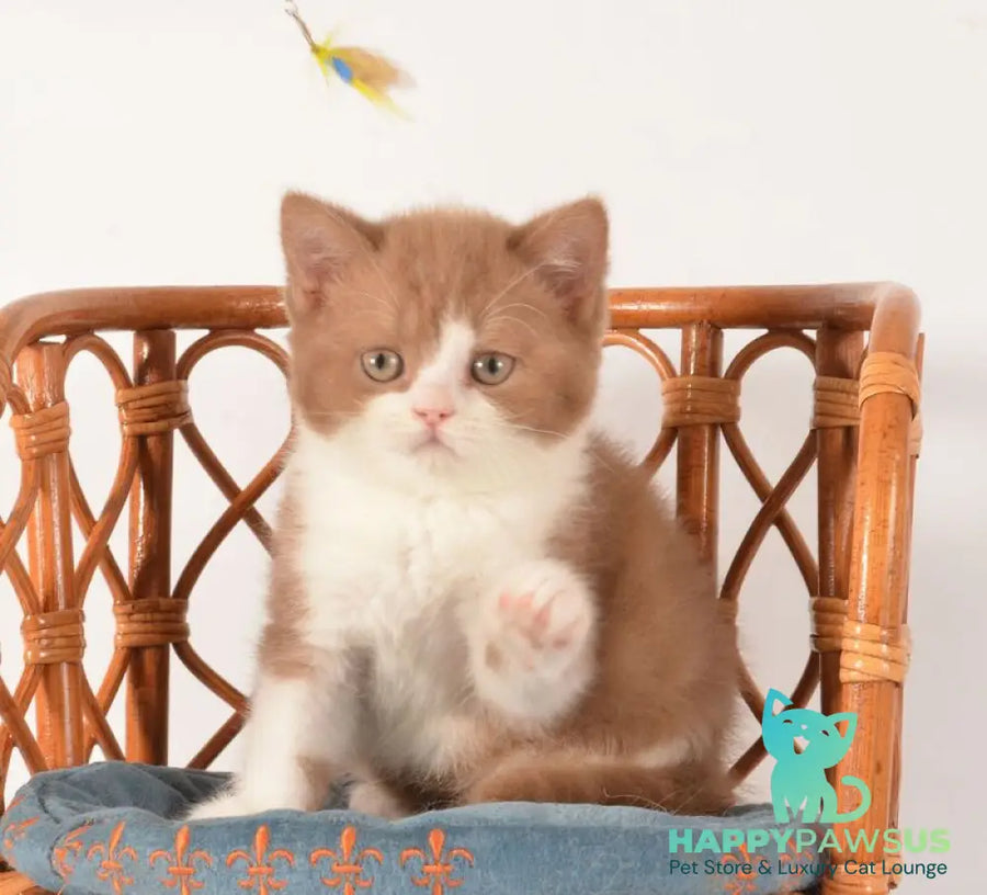 Goodvin British Shorthair male cinnamon bicolour - live animals