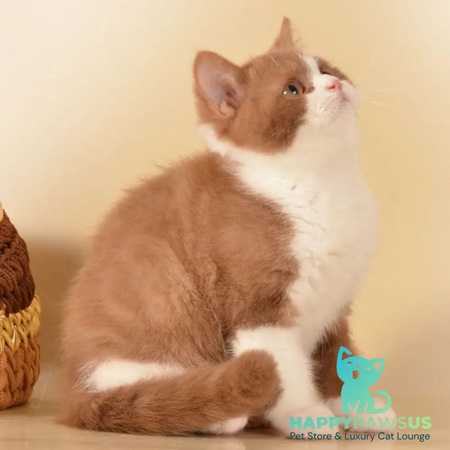 Goodvin British Shorthair male cinnamon bicolour - live animals