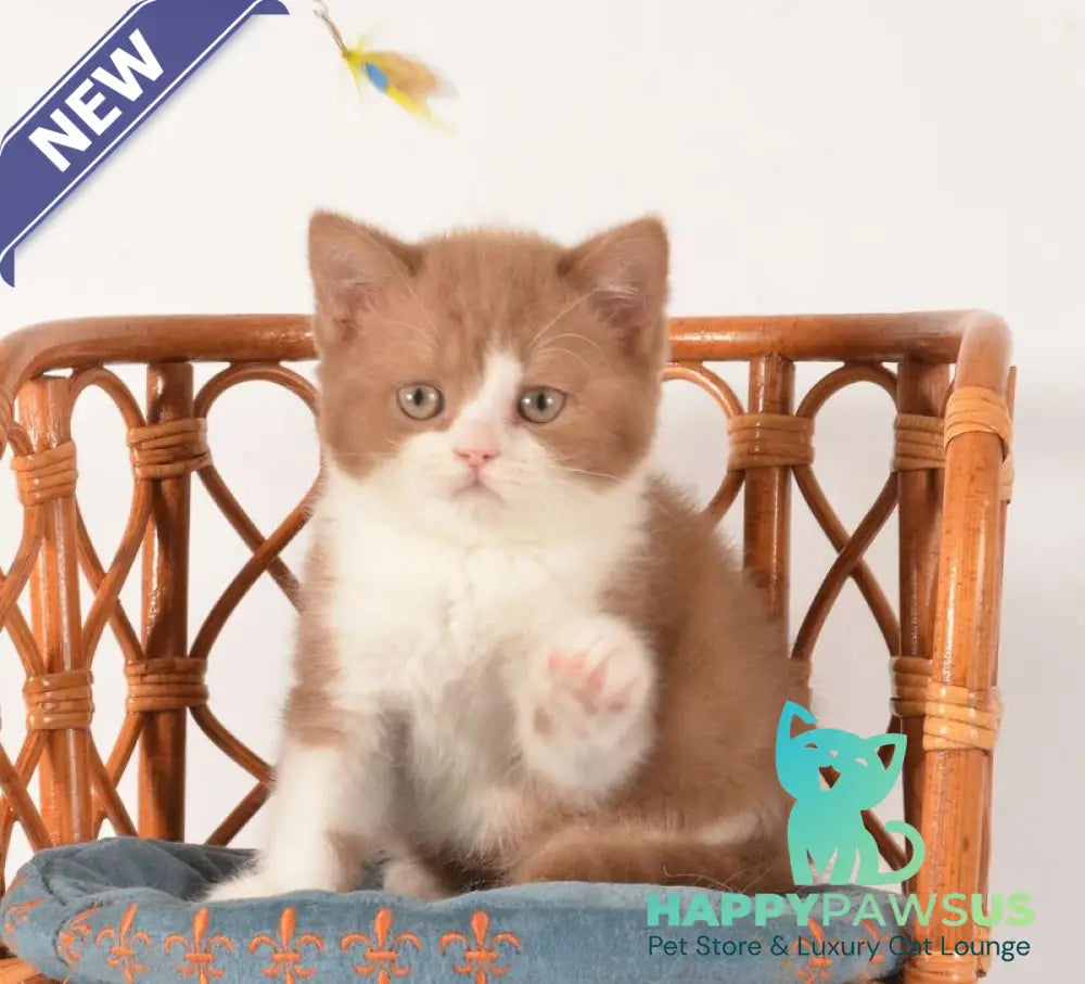 Goodvin British Shorthair male cinnamon bicolour - live animals