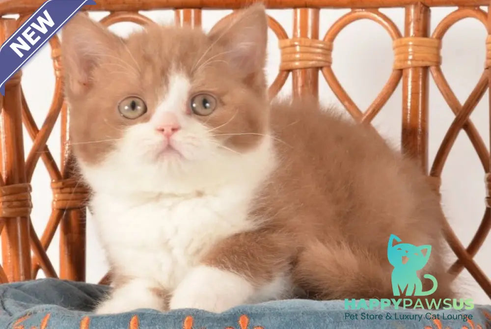 Goodvin British Shorthair male cinnamon bicolour - live animals