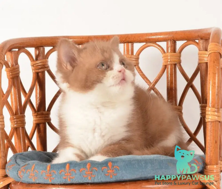Goodvin British Shorthair male cinnamon bicolour - live animals