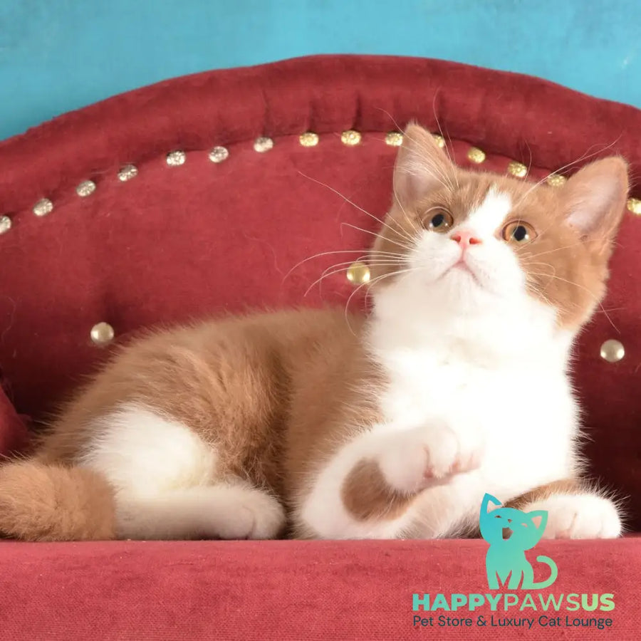 Goodvin British Shorthair male cinnamon bicolour - live animals