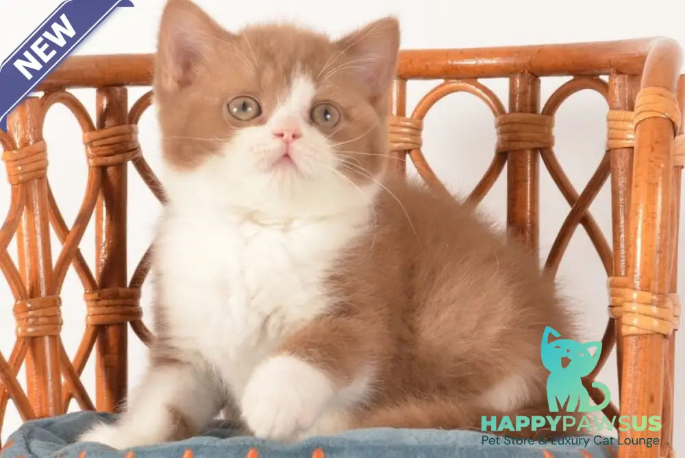 Goodvin British Shorthair male cinnamon bicolour - live animals