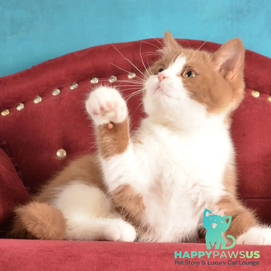 Goodvin British Shorthair male cinnamon bicolour - live animals