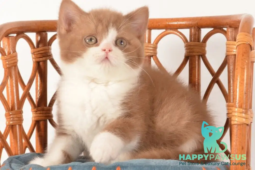 Goodvin British Shorthair male cinnamon bicolour - live animals