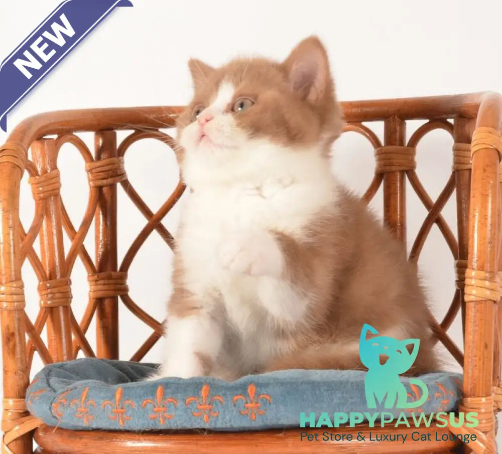 Goodvin British Shorthair male cinnamon bicolour - live animals