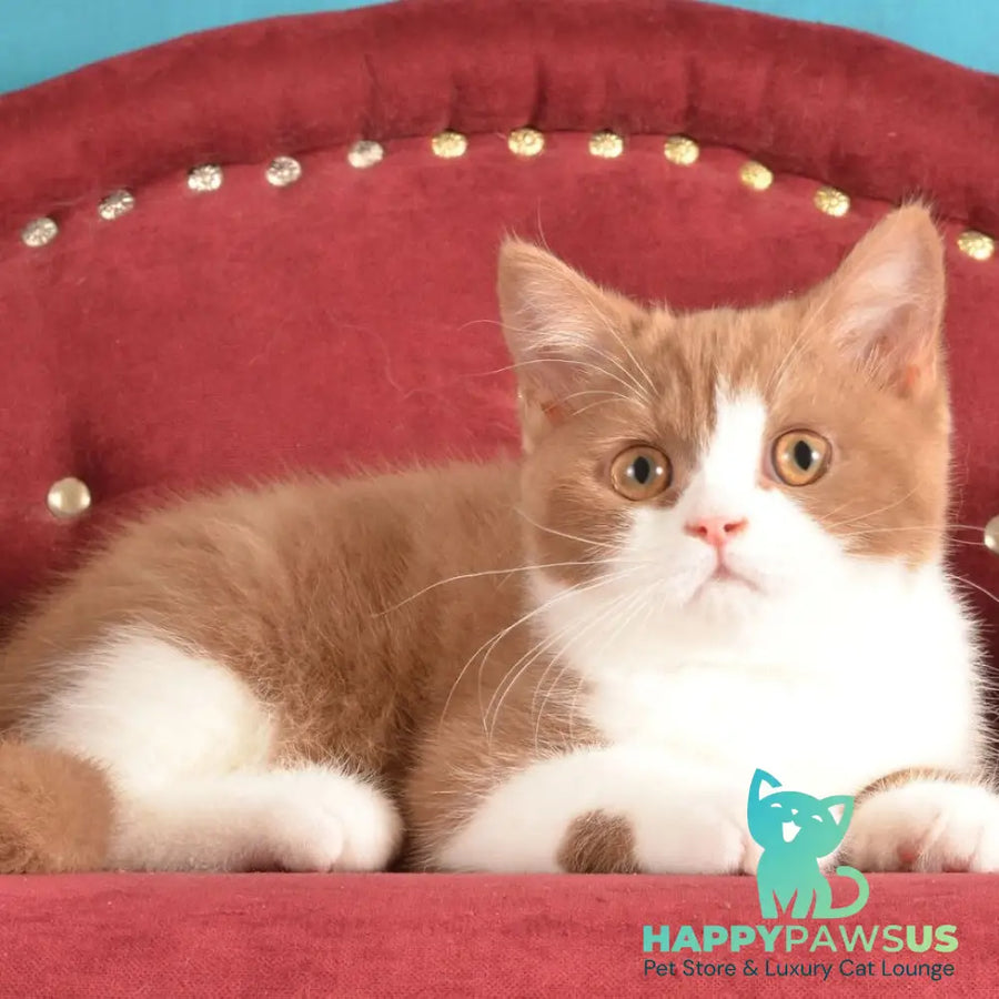 Goodvin British Shorthair male cinnamon bicolour - live animals