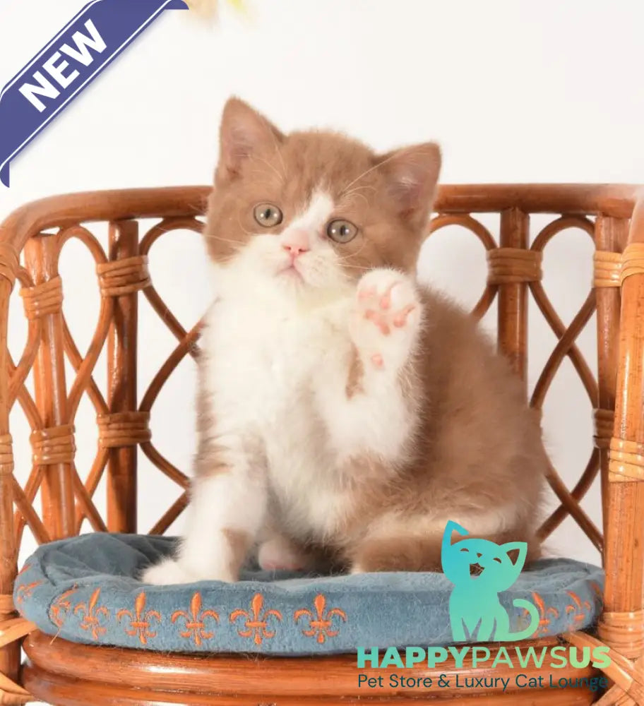 Goodvin British Shorthair male cinnamon bicolour - live animals