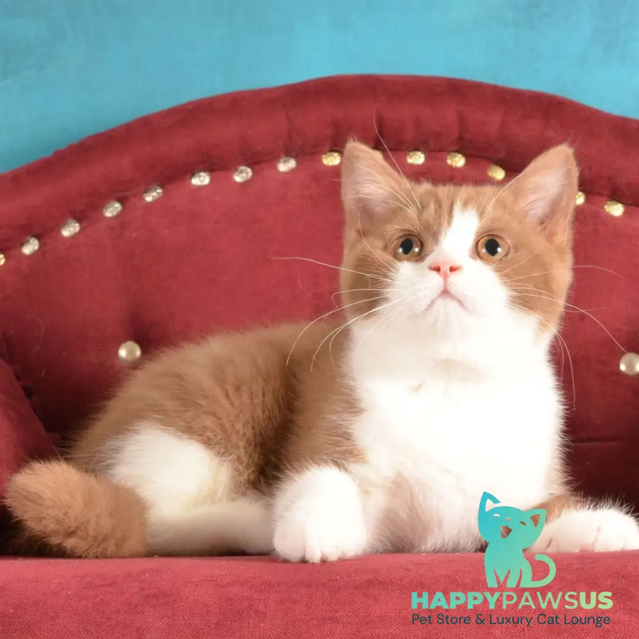 Goodvin British Shorthair male cinnamon bicolour - live animals
