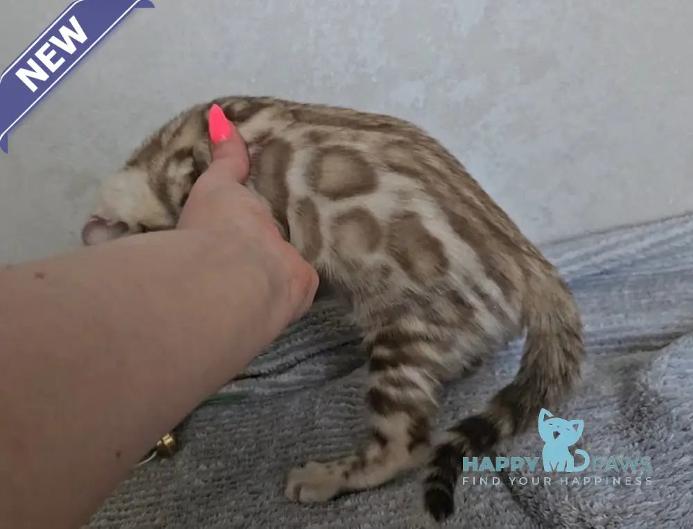Goodwin Bengal male snow mink live animals
