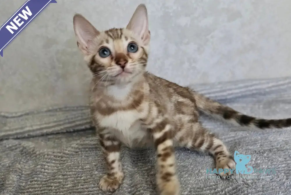 Goodwin Bengal male snow mink live animals