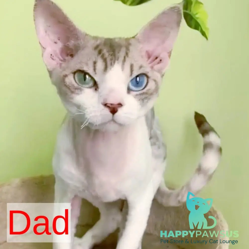 Goodwin Devon Rex male chocolate bicolour spotted tabby - live animals