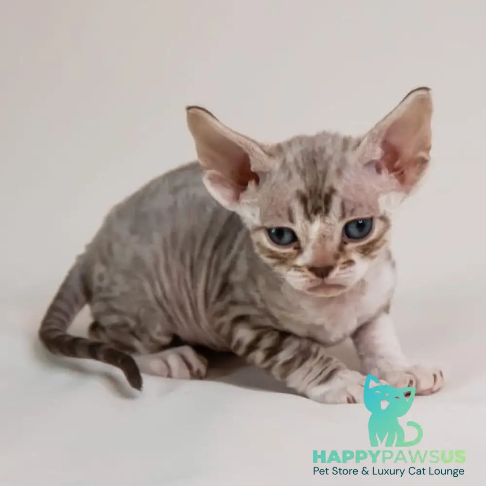 Goodwin Devon Rex male chocolate bicolour spotted tabby - live animals