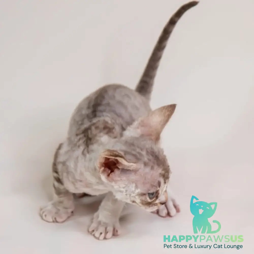Goodwin Devon Rex male chocolate bicolour spotted tabby - live animals
