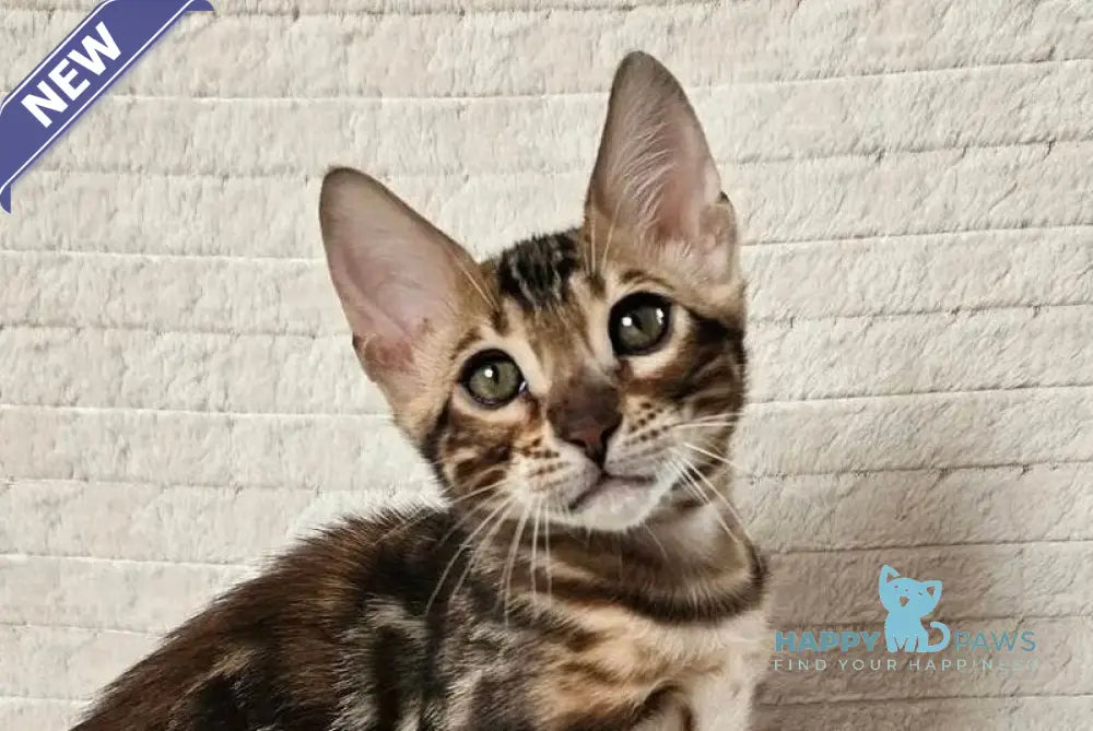 Google Bengal male black spotted tabby live animals