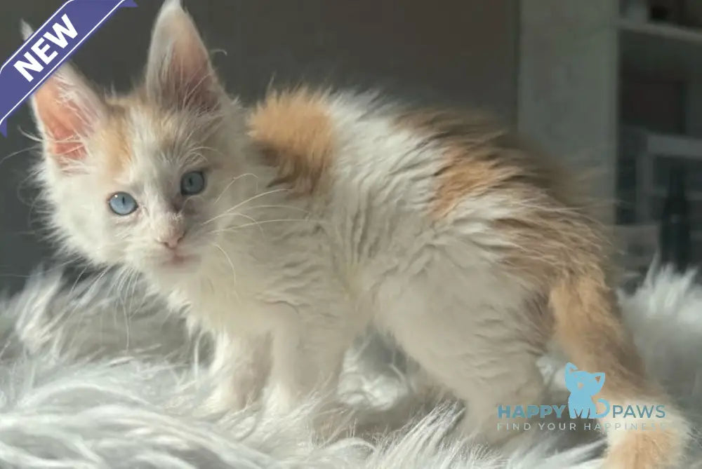 Goratsiy Maine Coon male cream live animals