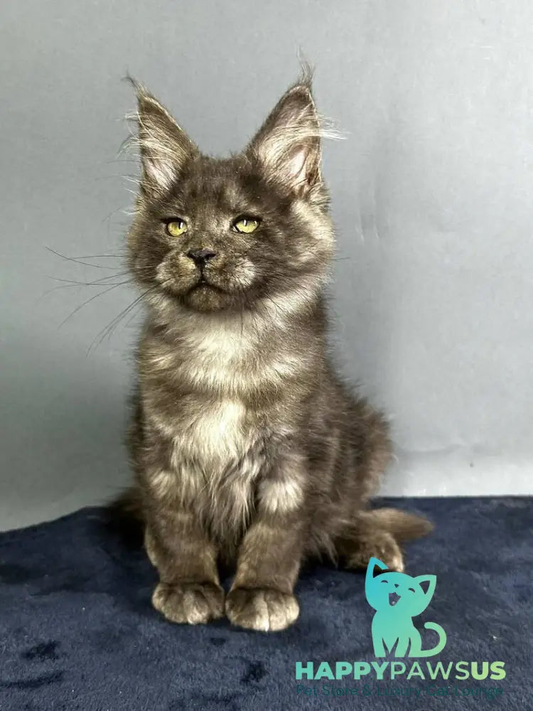 Gordon Maine Coon male black silver - live animals