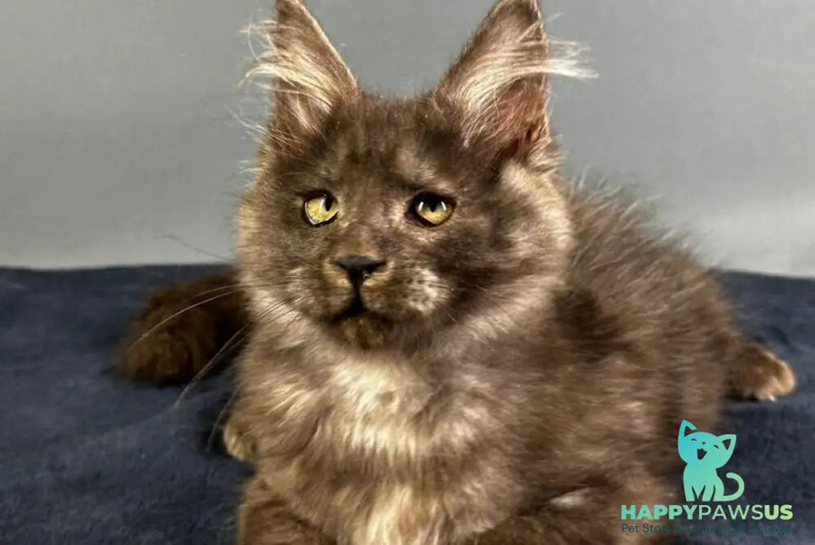 Gordon Maine Coon male black silver - live animals