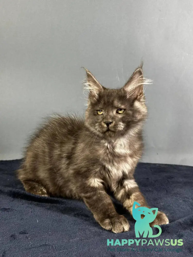 Gordon Maine Coon male black silver - live animals
