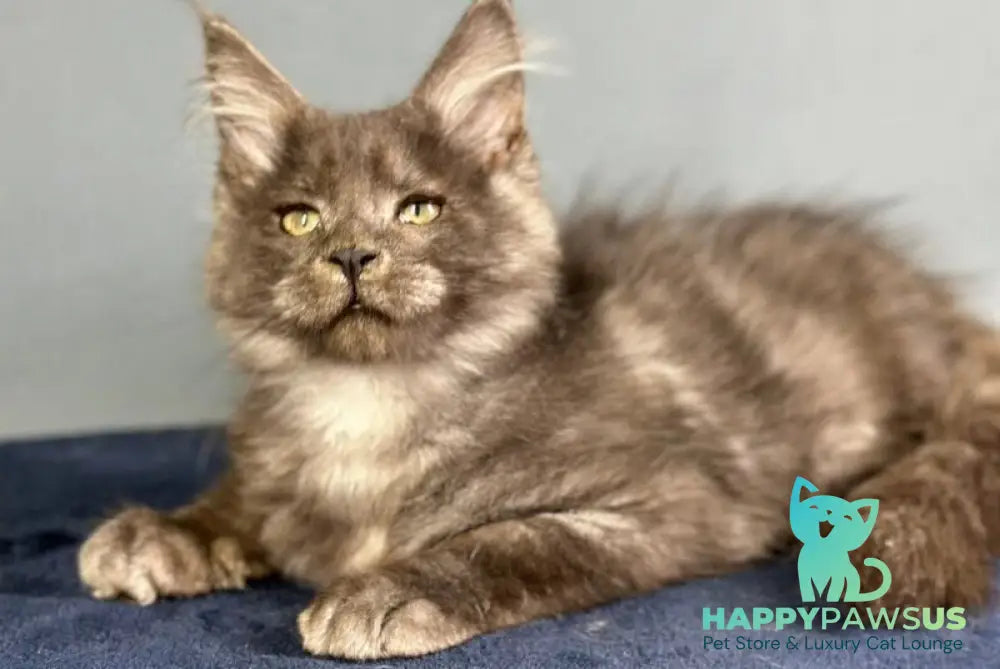 Gordon Maine Coon male black silver - live animals