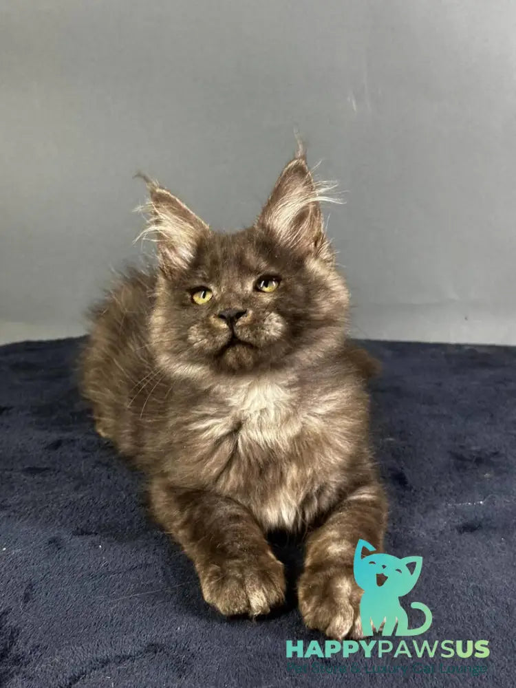 Gordon Maine Coon male black silver - live animals