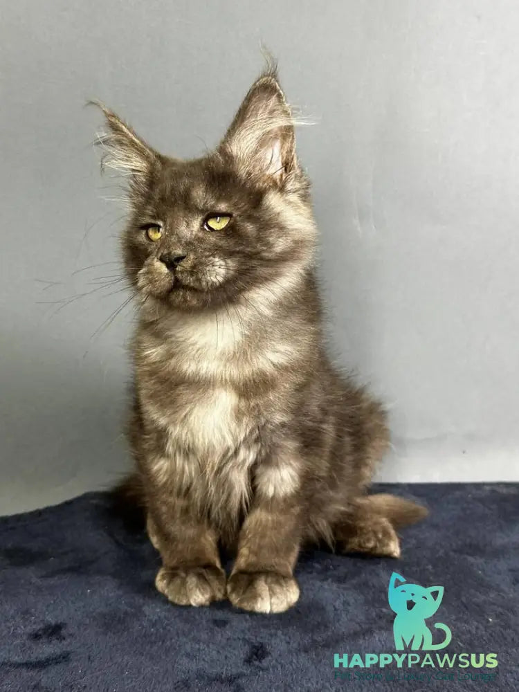 Gordon Maine Coon male black silver - live animals