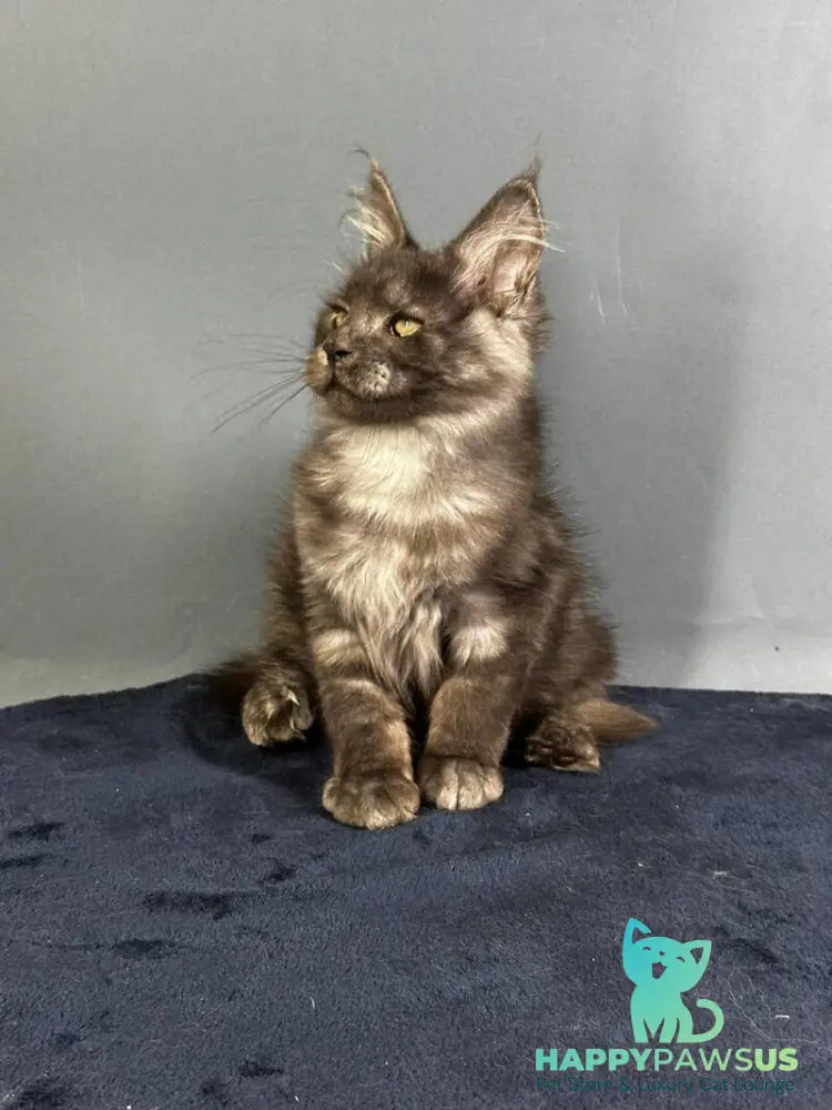 Gordon Maine Coon male black silver - live animals