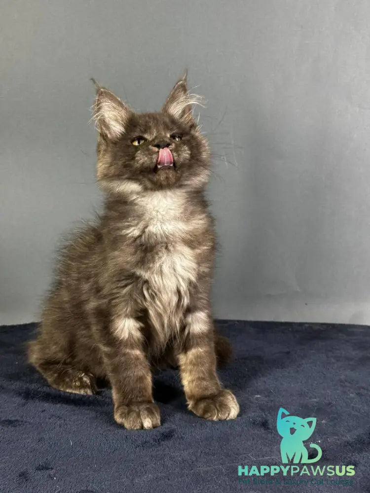 Gordon Maine Coon male black silver - live animals