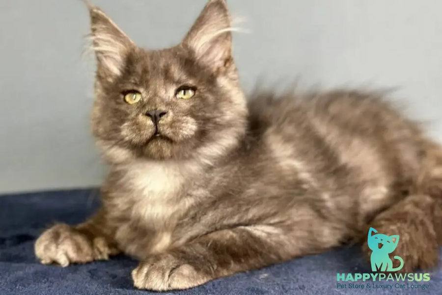 Gordon Maine Coon male black silver - live animals