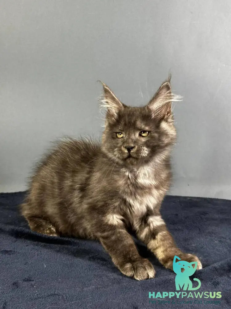 Gordon Maine Coon male black silver - live animals