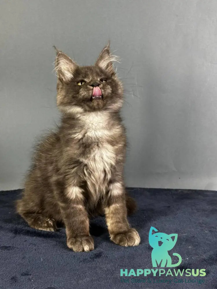 Gordon Maine Coon male black silver - live animals