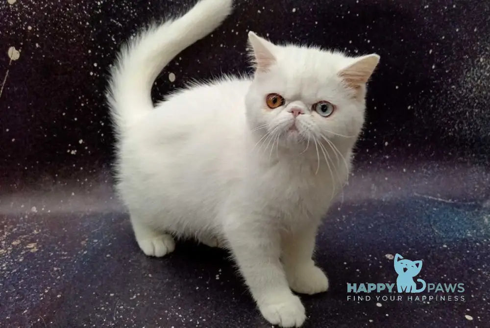Gorgia Exotic female white live animals