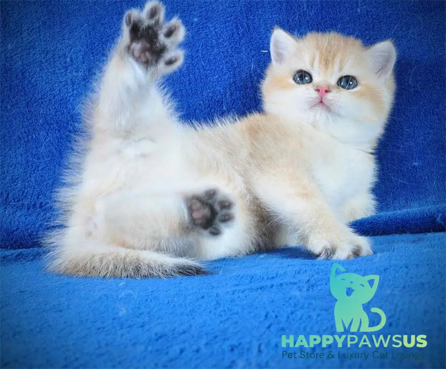 Goshka British Shorthair male black golden shaded live animals