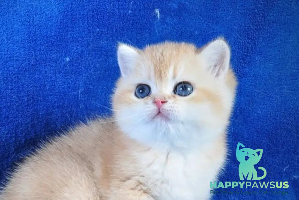 Goshka British Shorthair male black golden shaded live animals