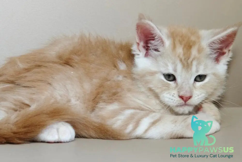 Govard Maine Coon male red silver tabby - live animals