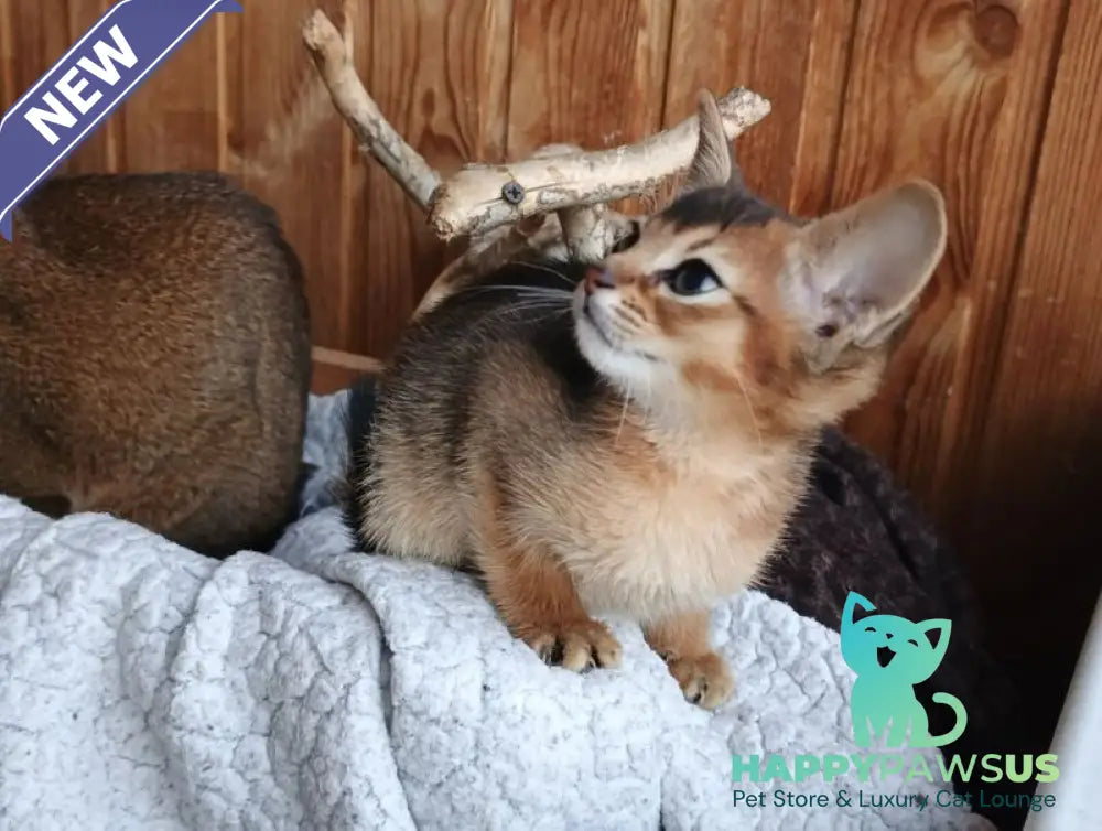 Grace Abyssinian female ruddy - live animals