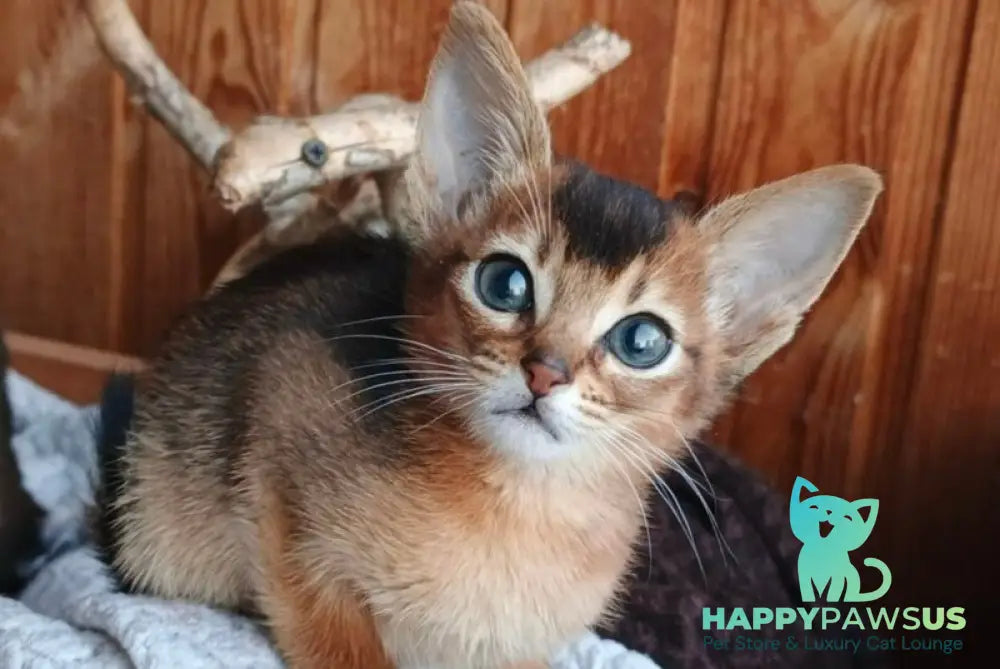 Grace Abyssinian female ruddy - live animals
