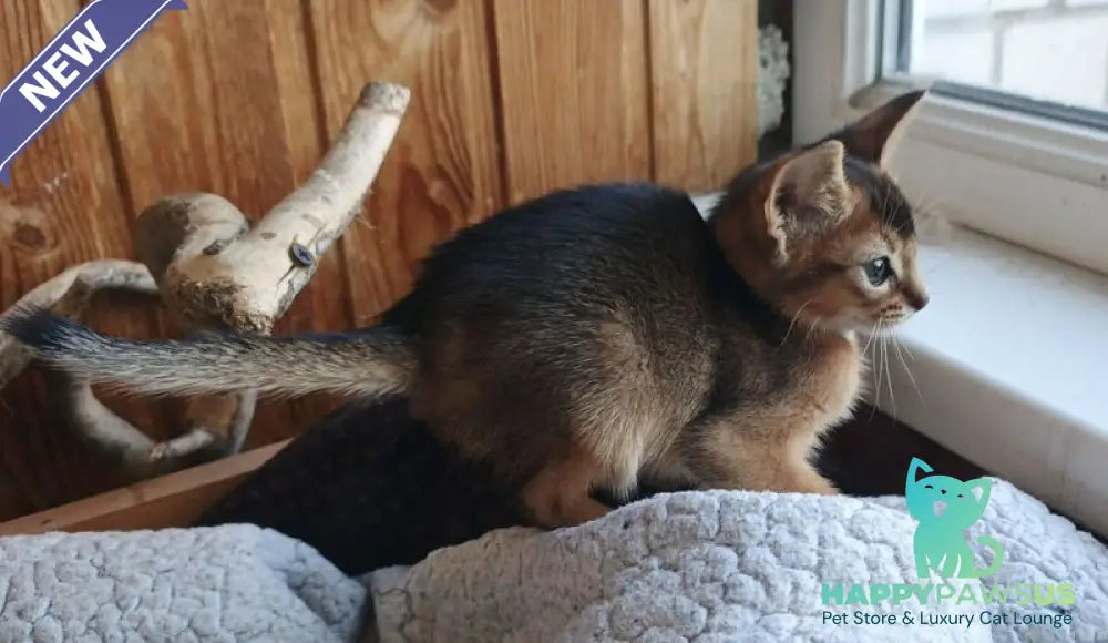 Grace Abyssinian female ruddy - live animals