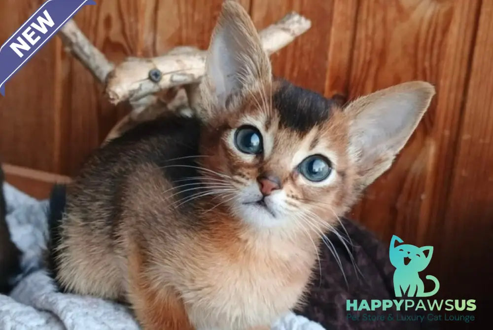 Grace Abyssinian female ruddy - live animals