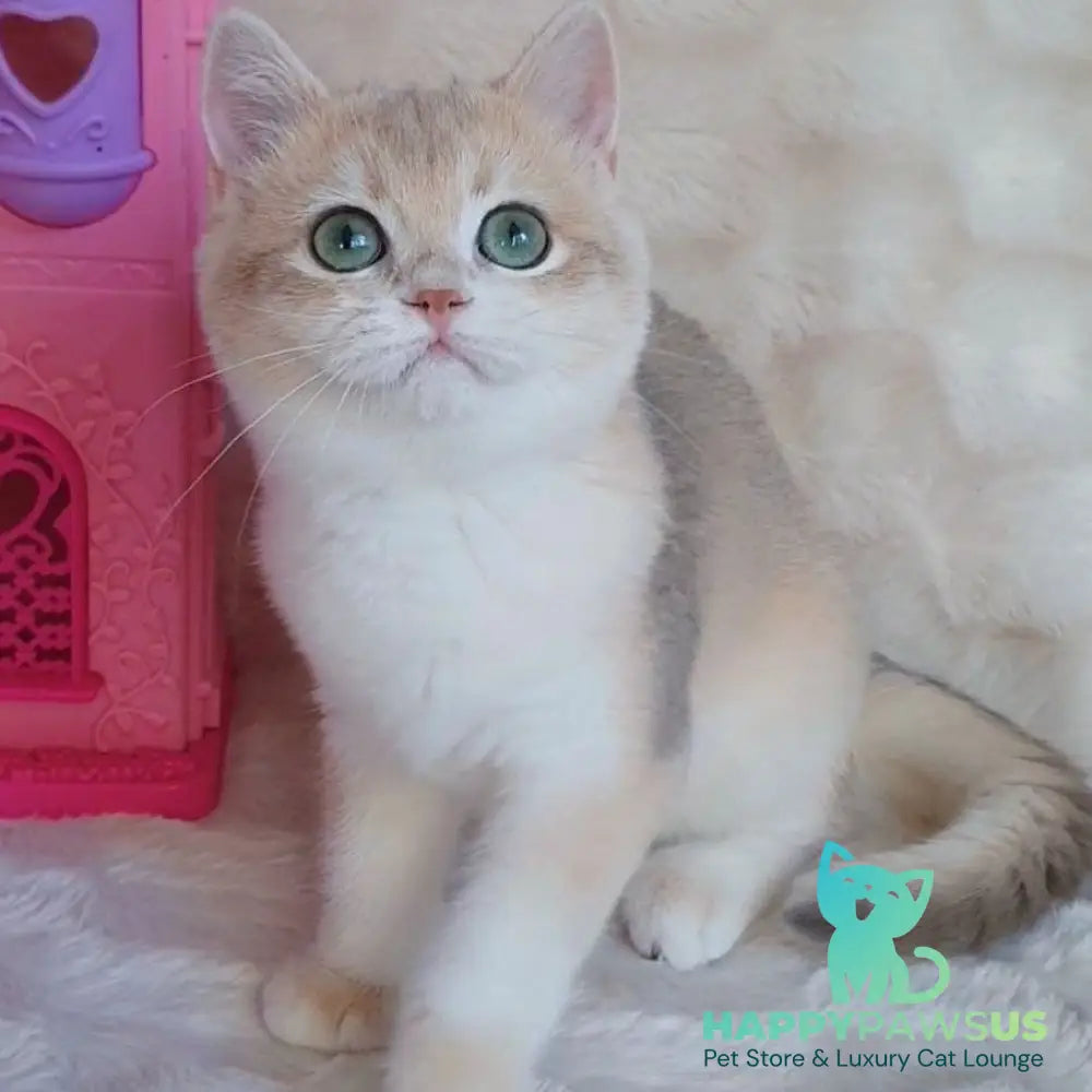 Grace British Shorthair female blue golden chinchilla - live animals
