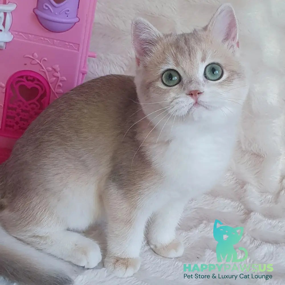 Grace British Shorthair female blue golden chinchilla - live animals